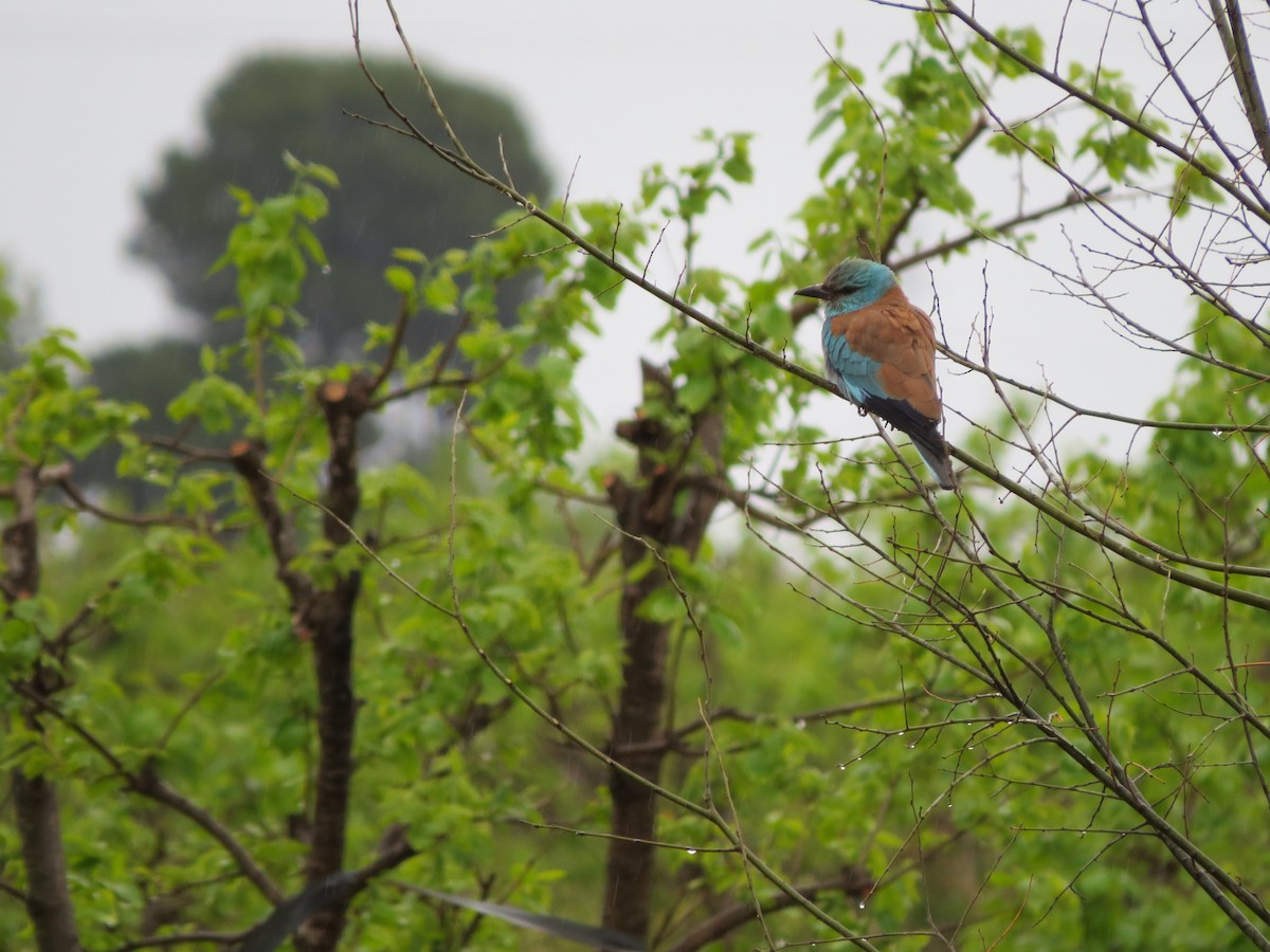 European Roller - ML618475007