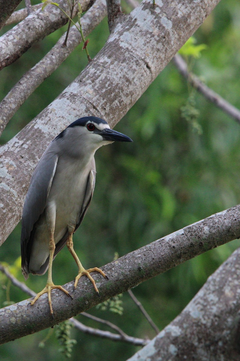 Black-crowned Night Heron - Sharimon A