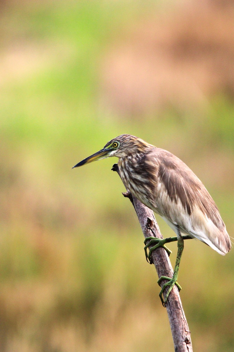 Indian Pond-Heron - ML618475013