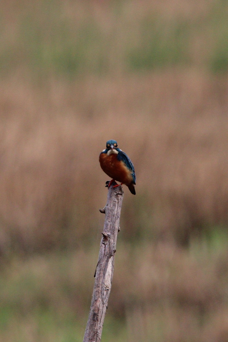 Common Kingfisher - Sharimon A