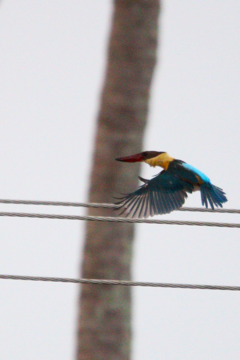 Stork-billed Kingfisher - ML618475027