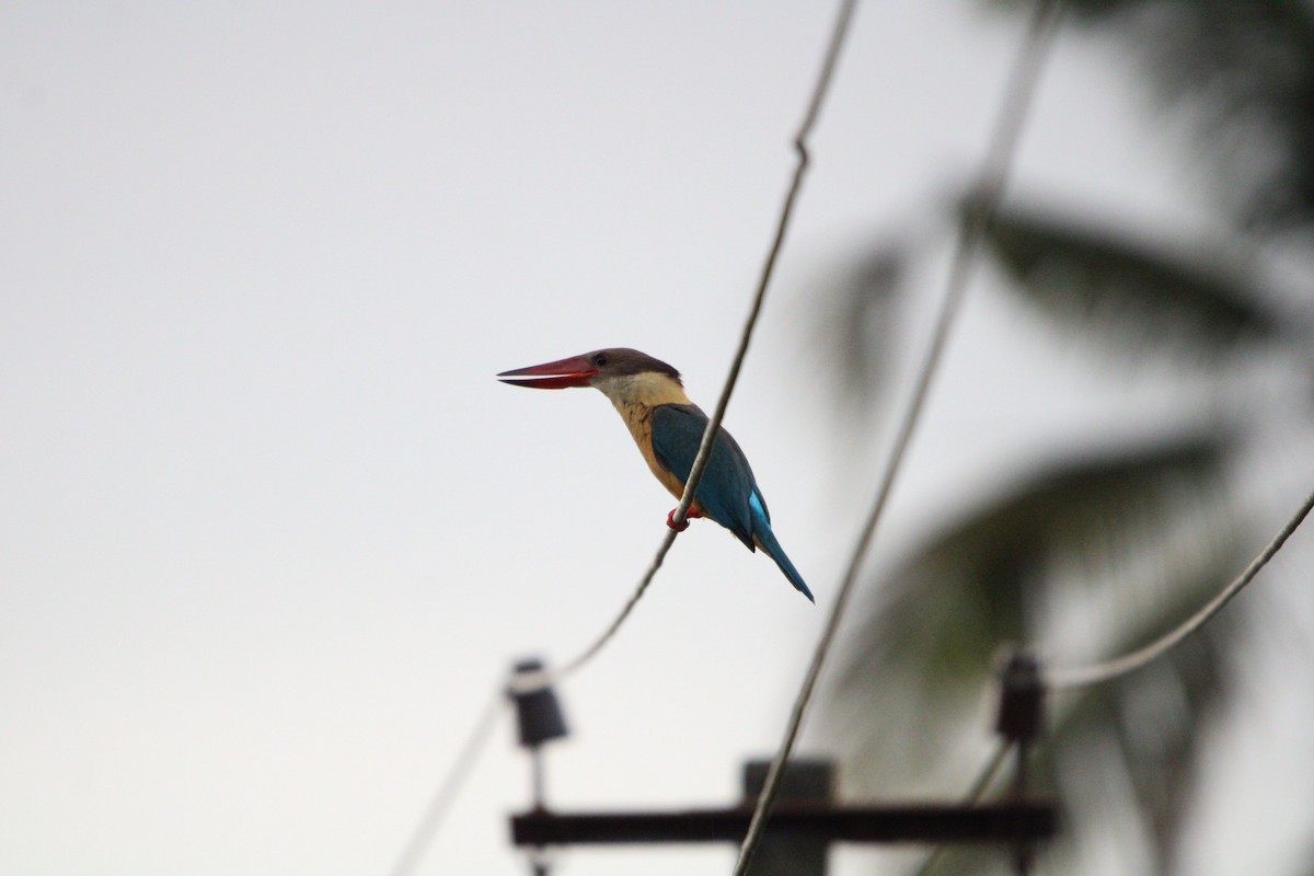 Stork-billed Kingfisher - ML618475028