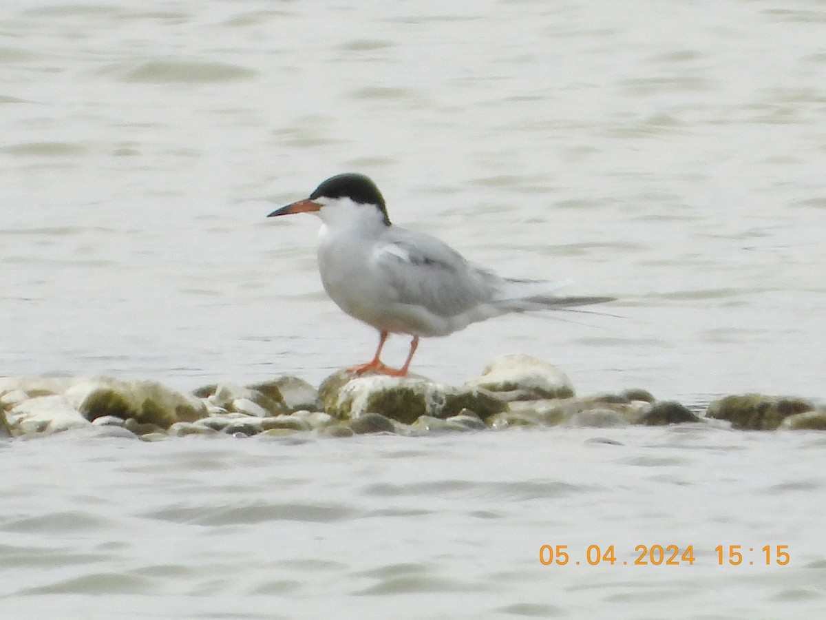 Forster's Tern - ML618475035