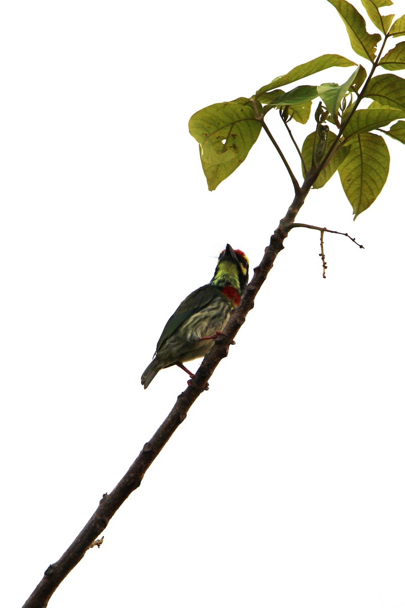 Coppersmith Barbet - Sharimon A