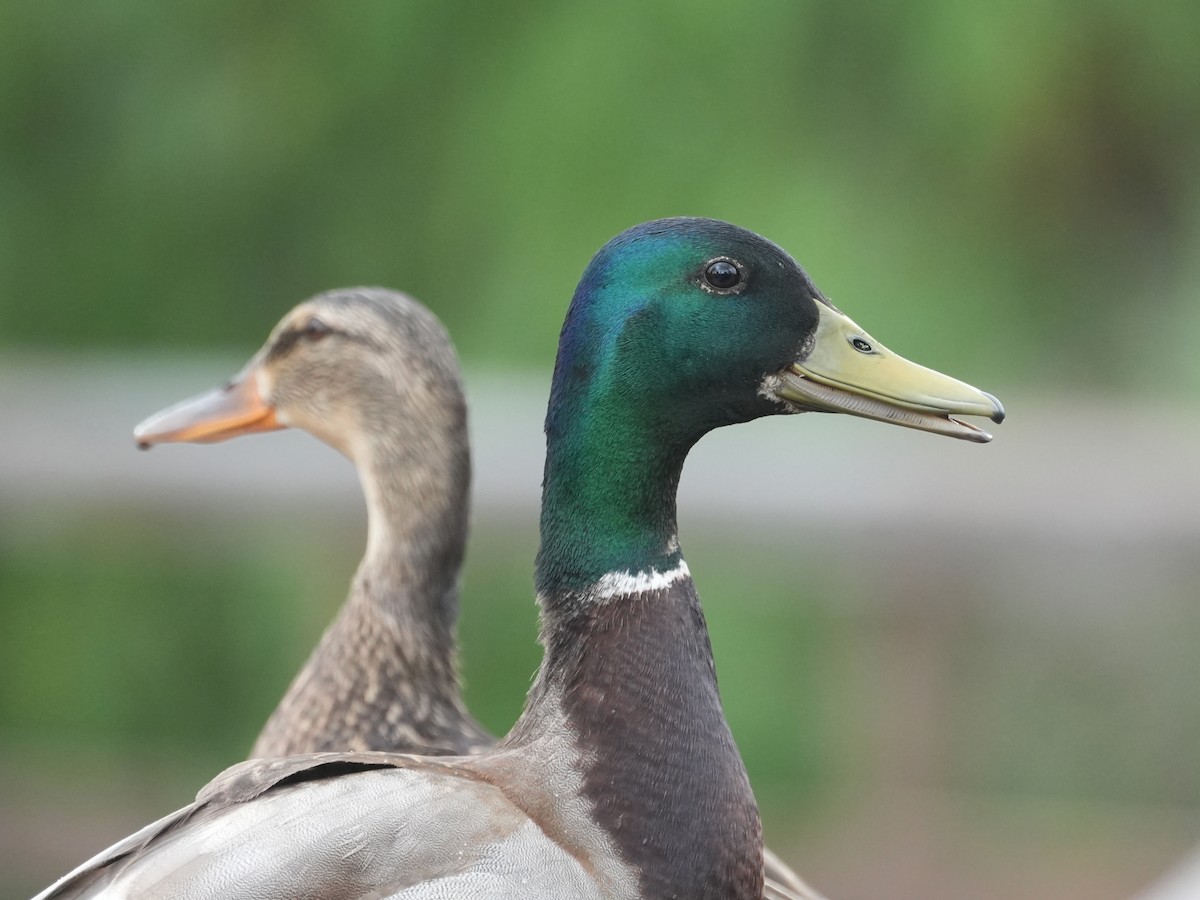 Mallard - ML618475049