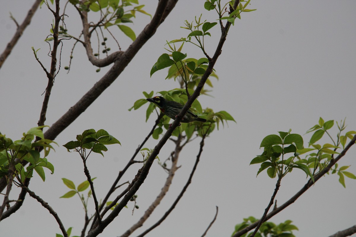 Coppersmith Barbet - ML618475055