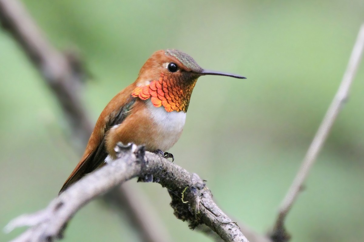 Rufous Hummingbird - Daniel Graca