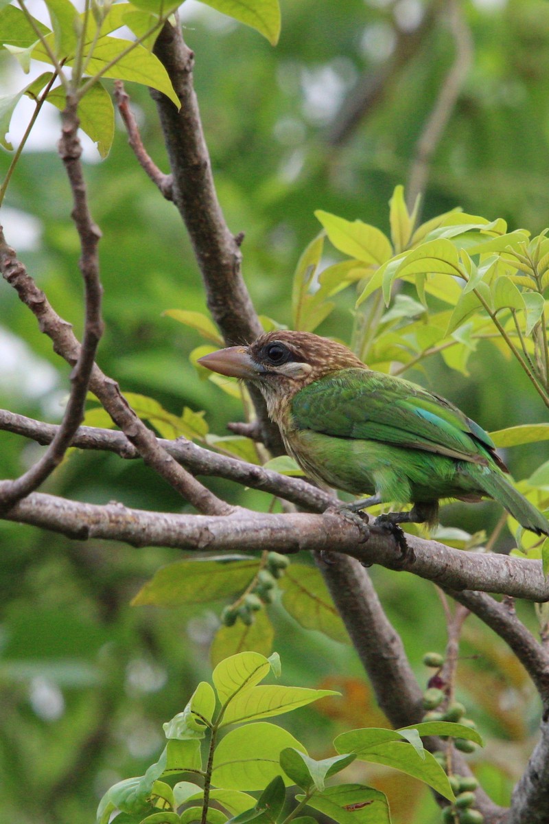 White-cheeked Barbet - ML618475061