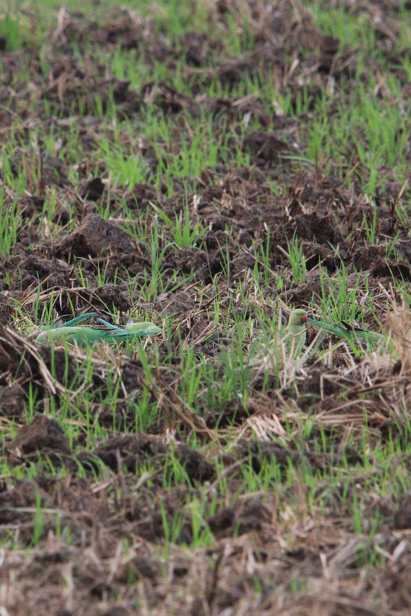 Rose-ringed Parakeet - ML618475069