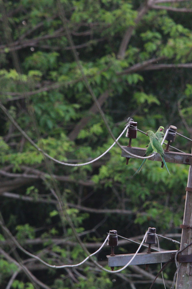 Rose-ringed Parakeet - ML618475070