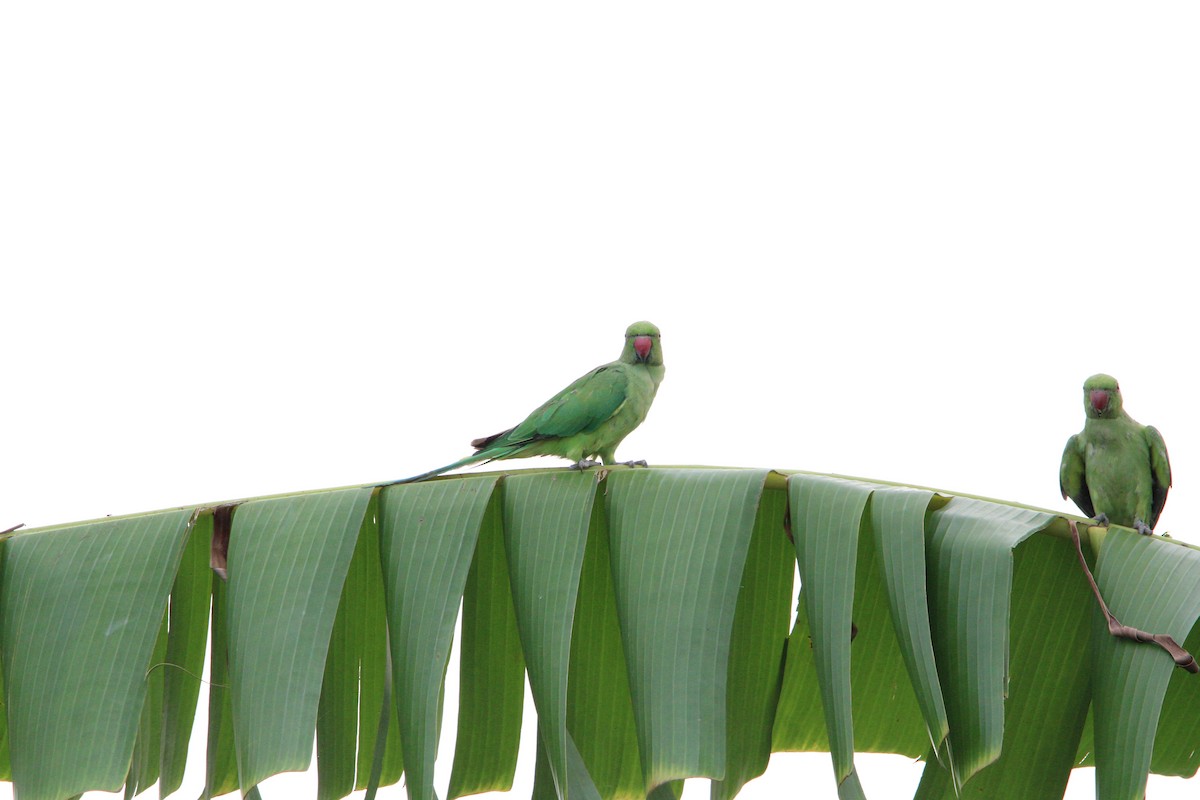 Rose-ringed Parakeet - ML618475071