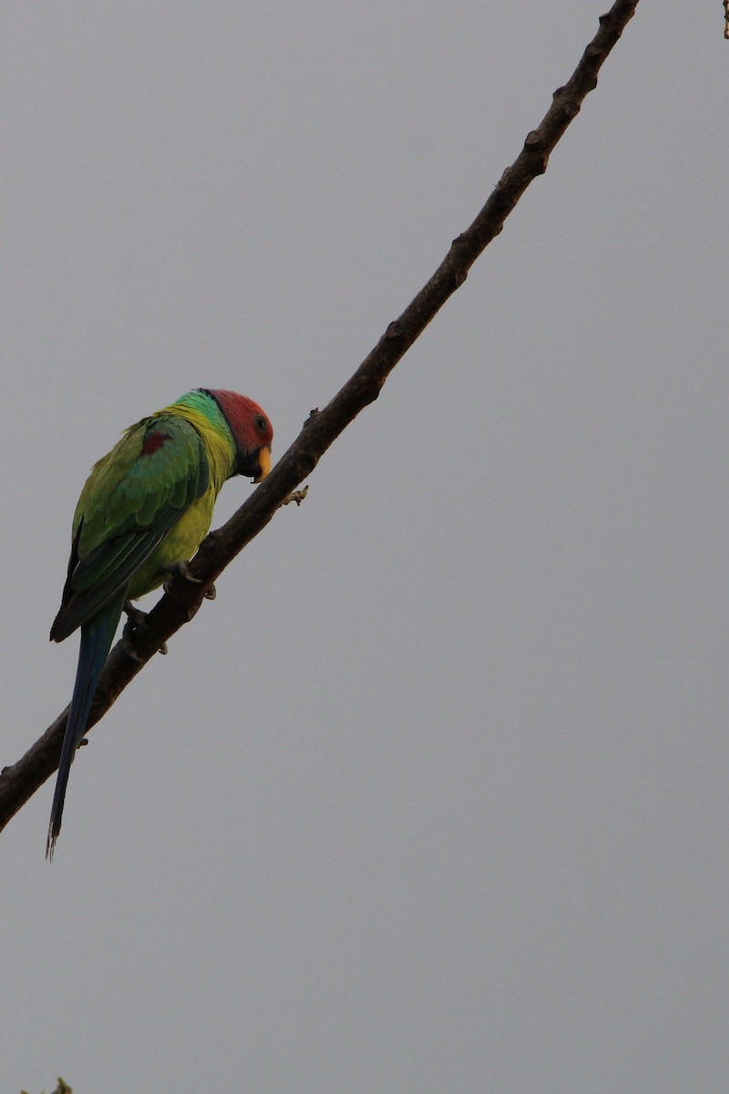 Plum-headed Parakeet - ML618475081