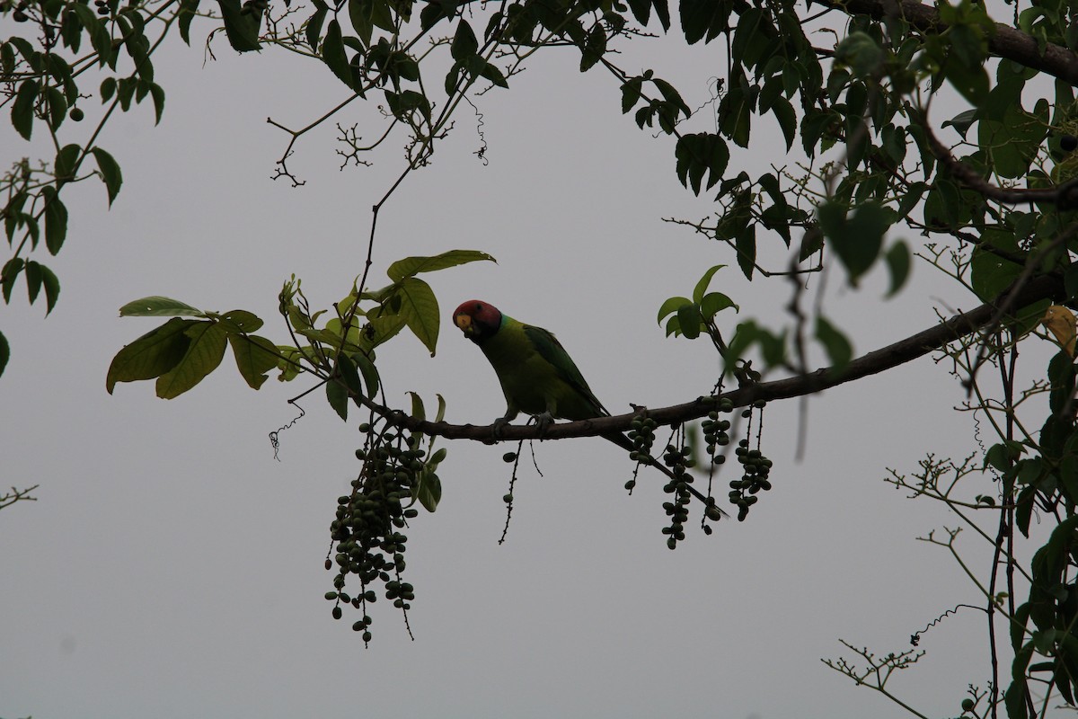 Plum-headed Parakeet - Sharimon A