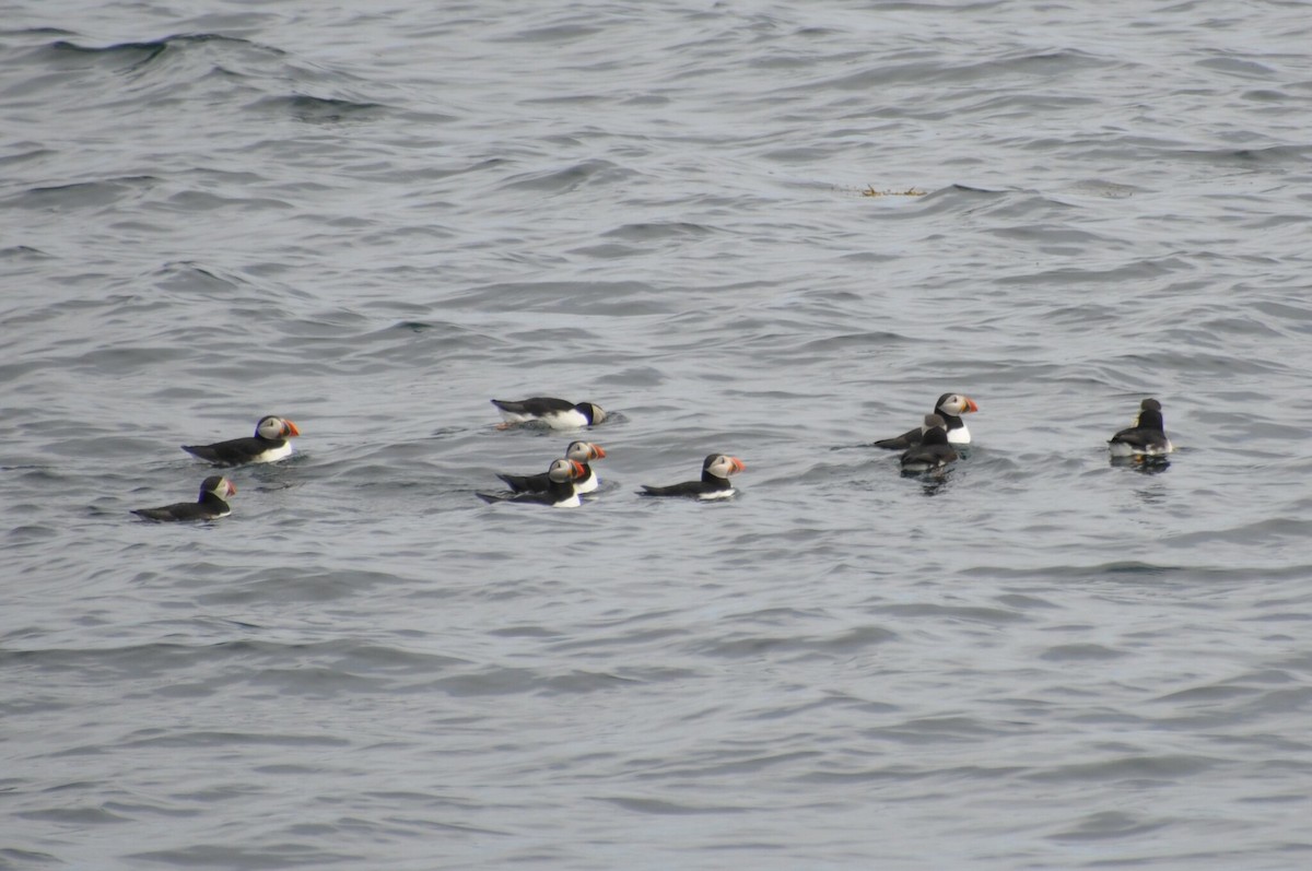 Atlantic Puffin - Jordan Cochran