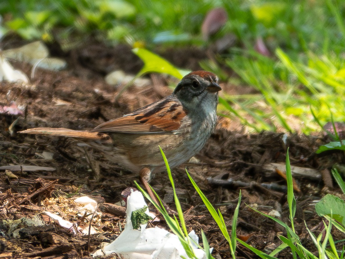 Swamp Sparrow - Frances Raskin
