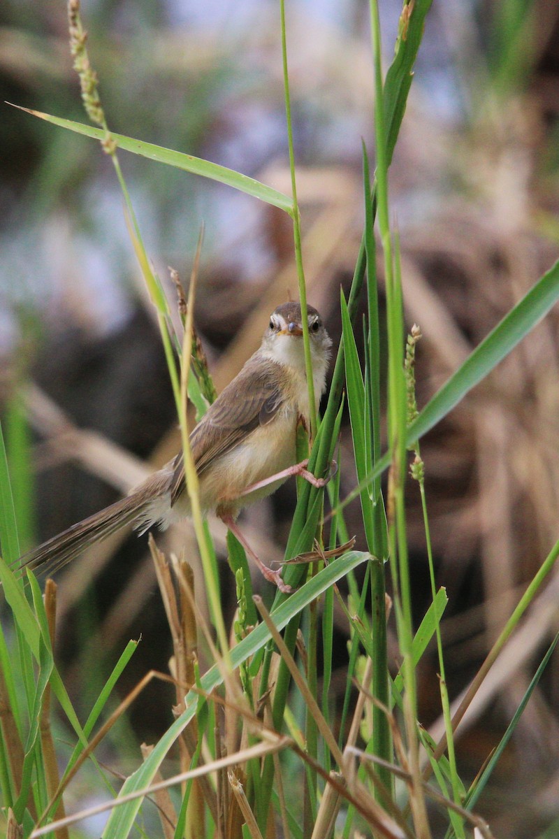 Plain Prinia - ML618475094