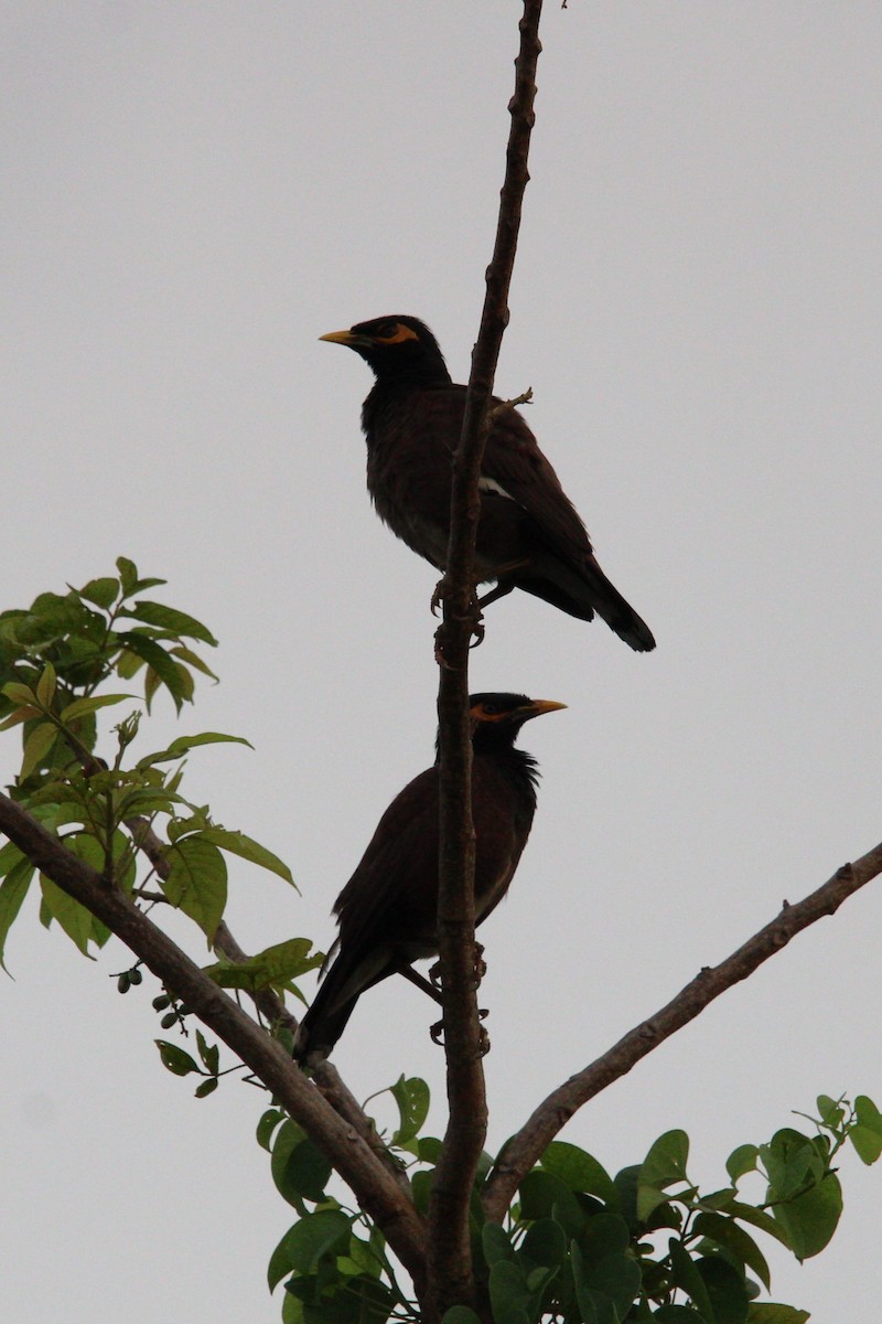 Common Myna - ML618475096