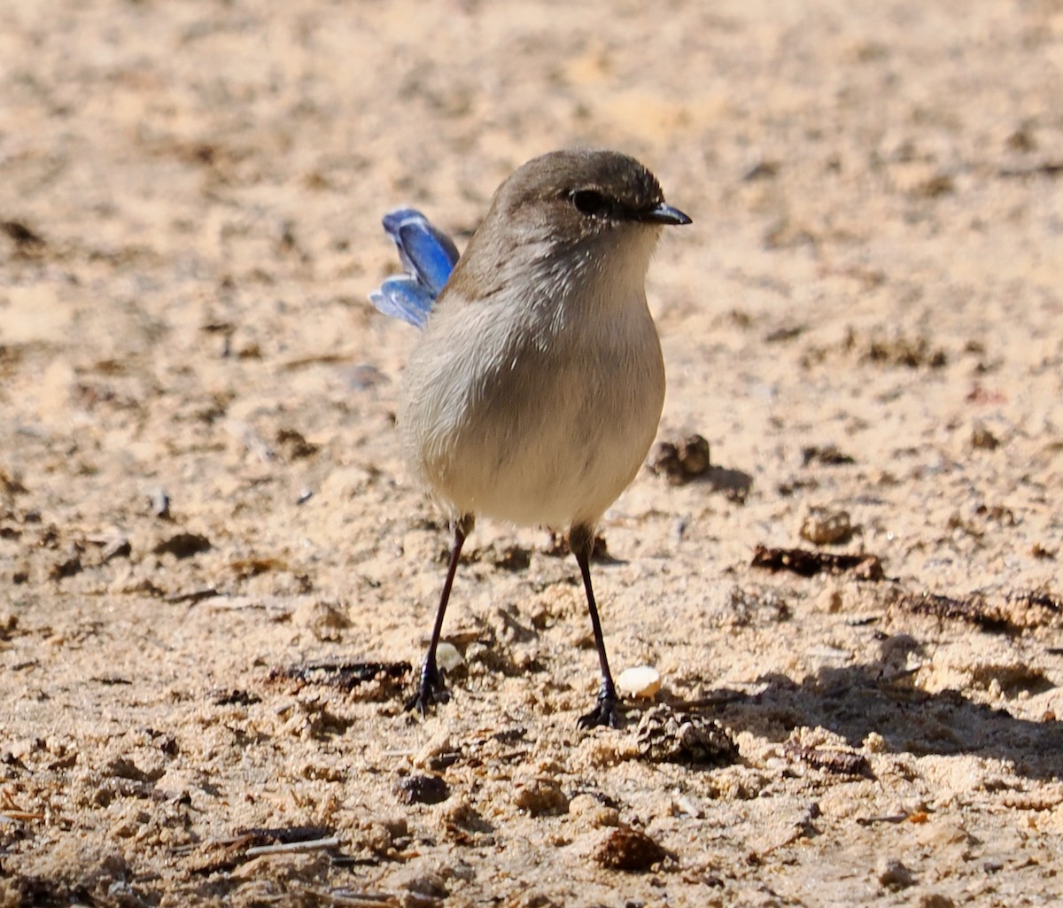 Splendid Fairywren - ML618475100