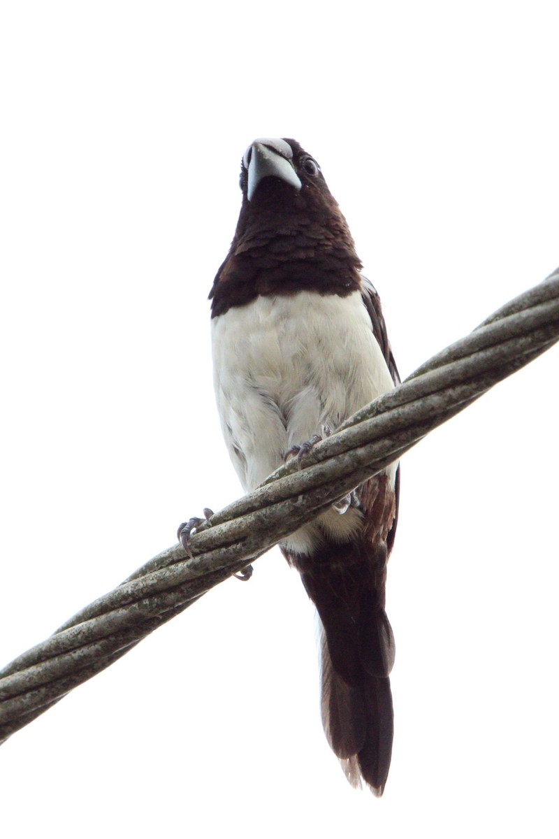 White-rumped Munia - ML618475104