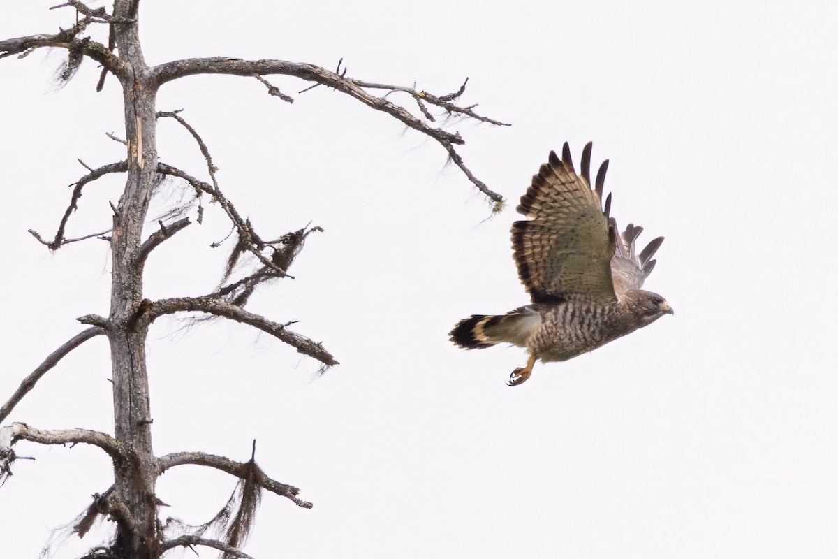 Broad-winged Hawk - Jeff Dyck