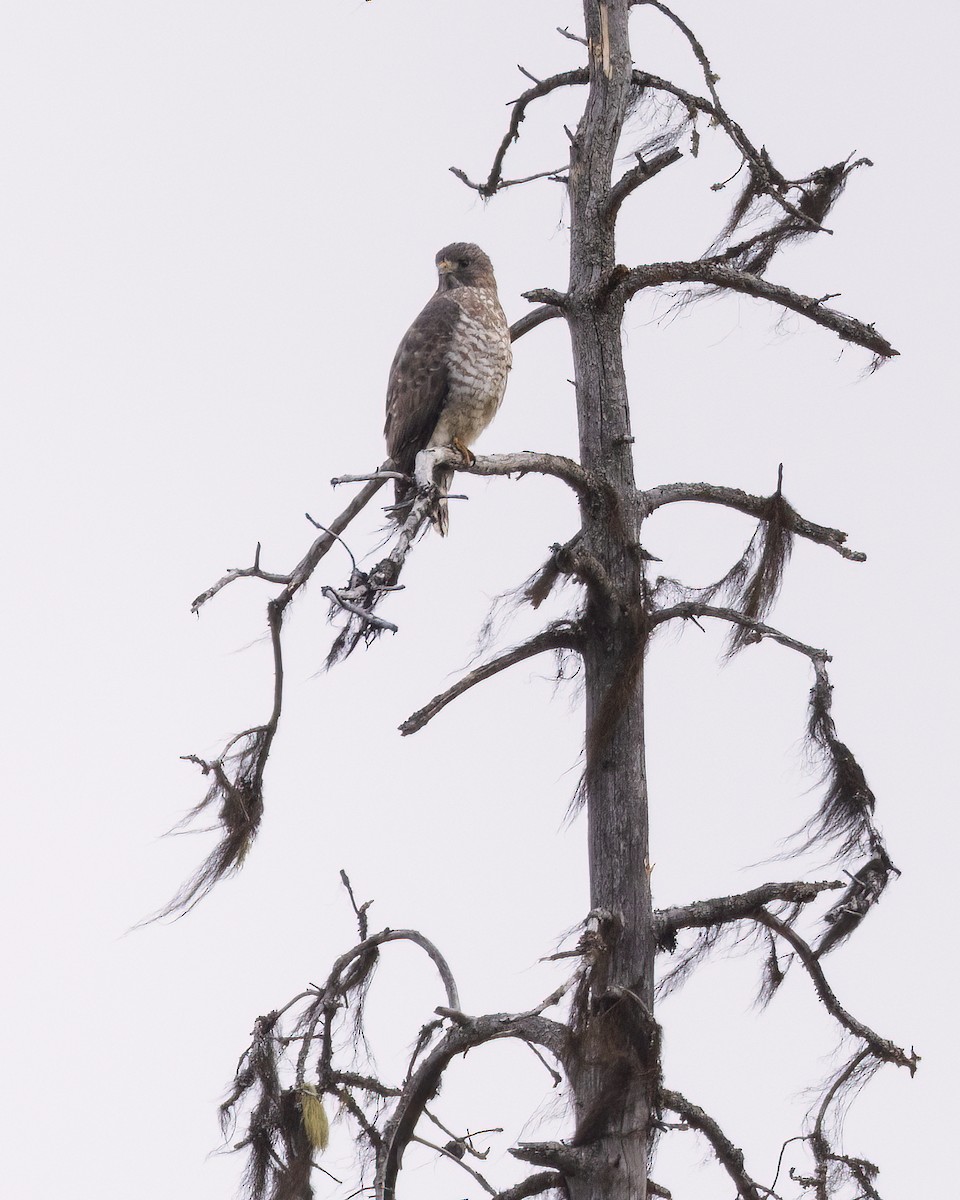 Broad-winged Hawk - Jeff Dyck