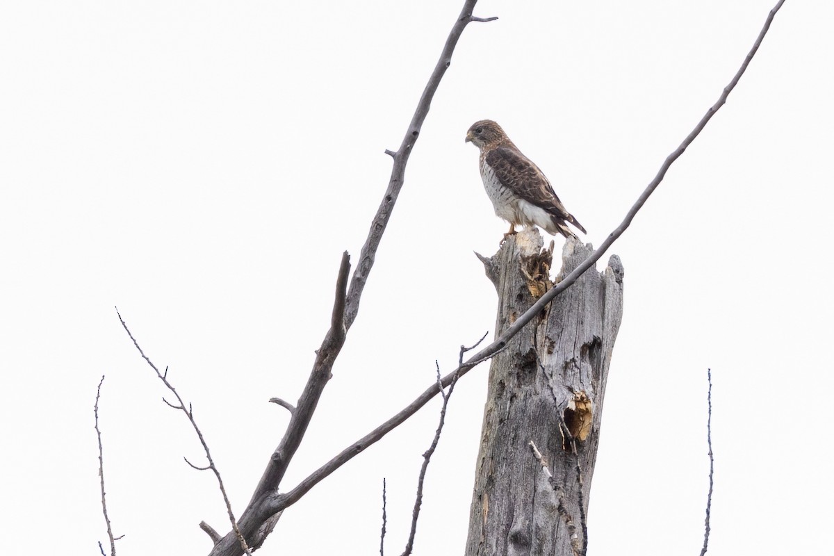 Broad-winged Hawk - Jeff Dyck