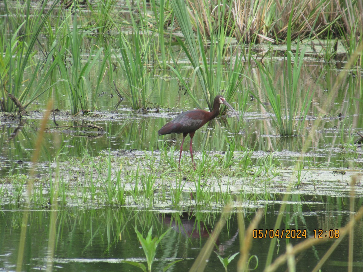 ibis americký - ML618475155