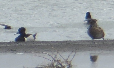 Ring-necked Duck - Ian Fallas