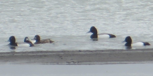 Lesser Scaup - ML618475171