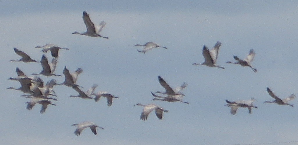 Sandhill Crane - Ian Fallas