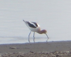 Avoceta Americana - ML618475176