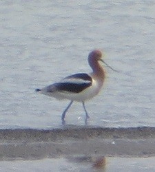 Avoceta Americana - ML618475177