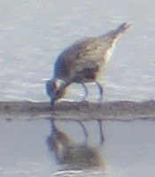 Black-bellied Plover - Ian Fallas