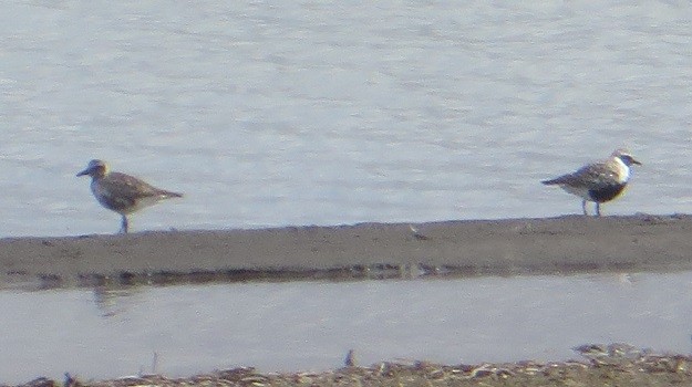 Black-bellied Plover - Ian Fallas