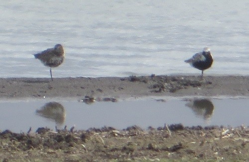 Black-bellied Plover - Ian Fallas