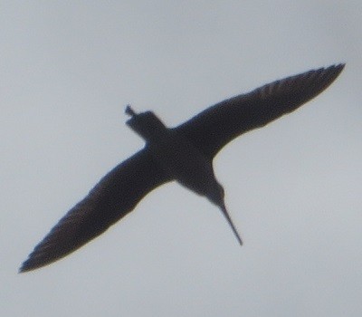 Marbled Godwit - ML618475186