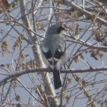 Loggerhead Shrike - ML618475193