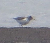 Calidris sp. (peep sp.) - ML618475201