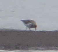 tanımsız küçük kumkuşu (Calidris sp.) - ML618475202