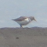 tanımsız küçük kumkuşu (Calidris sp.) - ML618475203