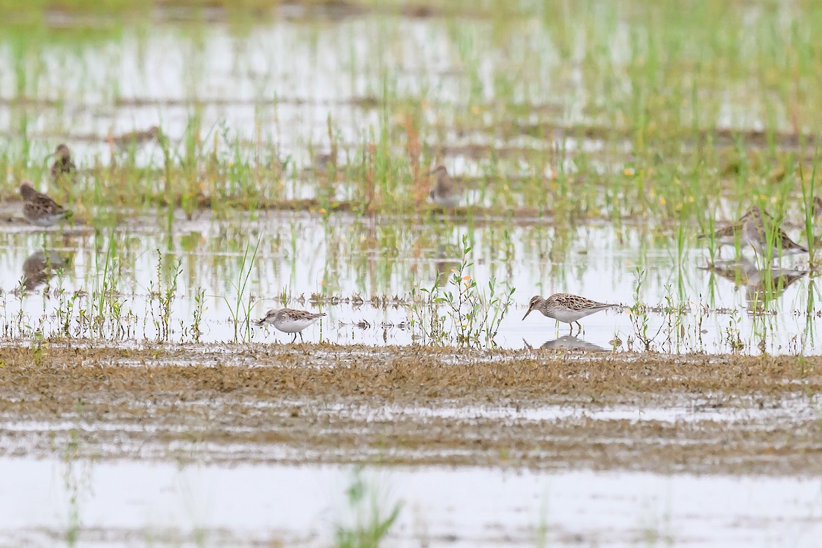 Semipalmated Sandpiper - ML618475244