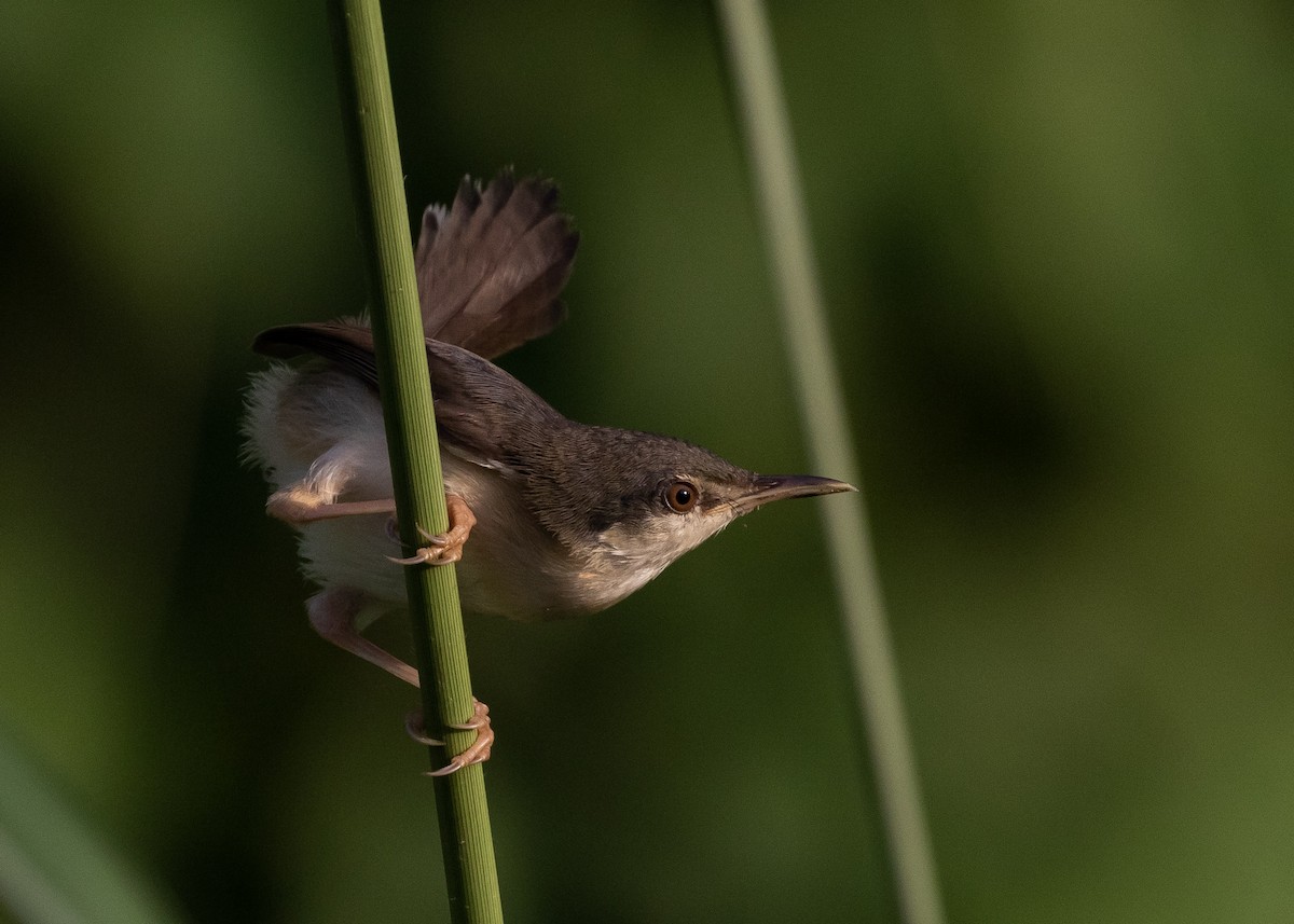 Ashy Prinia - Moditha Kodikara Arachchi