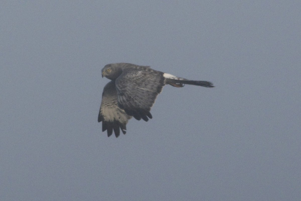 Northern Harrier - ML618475270