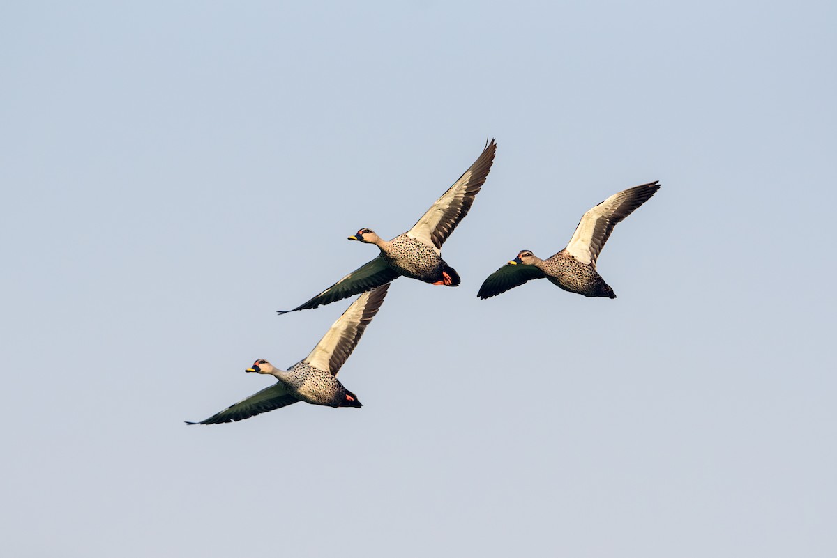 Canard à bec tacheté - ML618475313