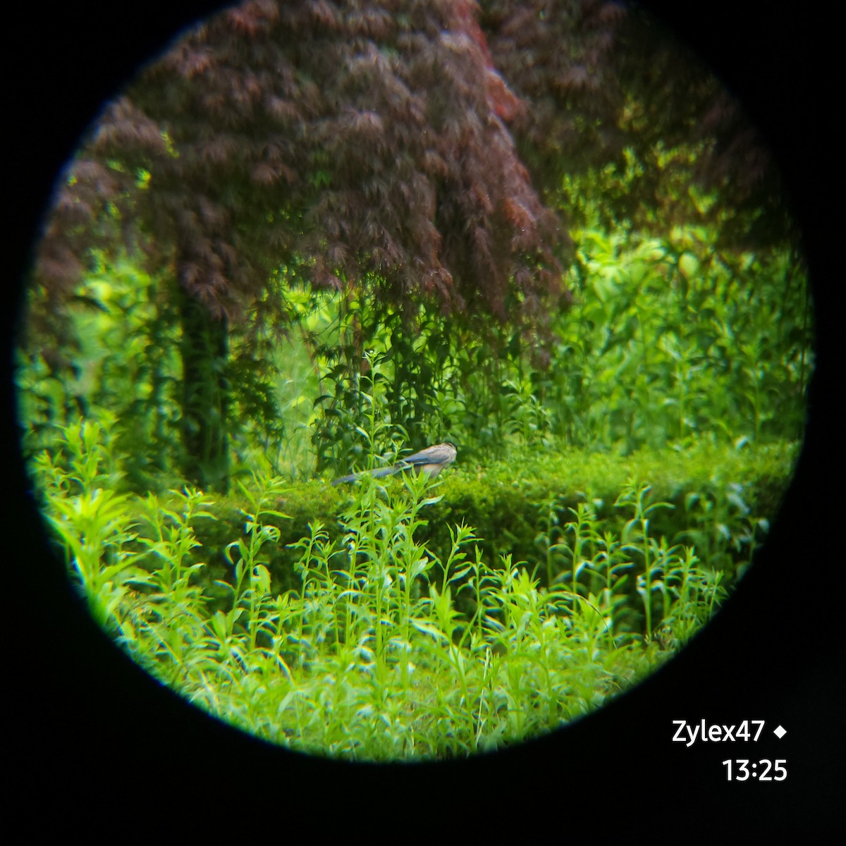 Azure-winged Magpie - Dusky Thrush