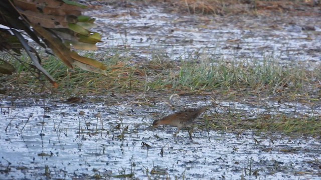 Baillon's Crake - ML618475335