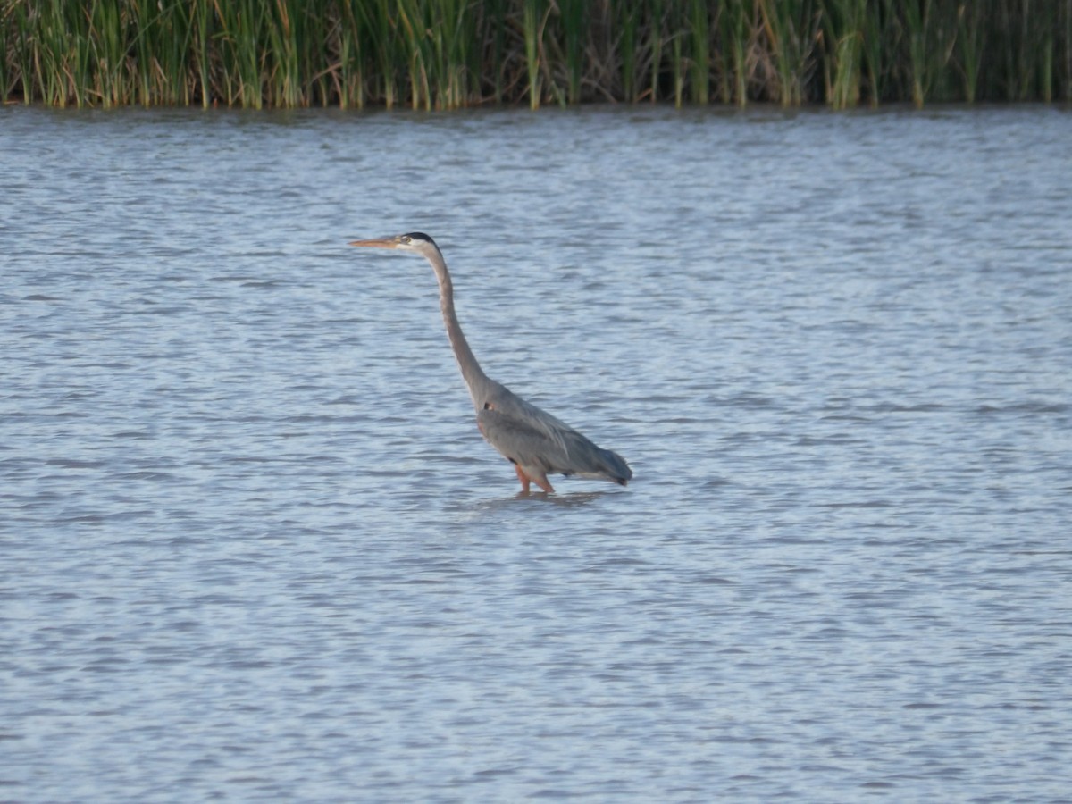 Great Blue Heron - Josh Emms