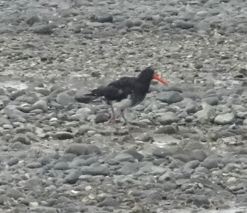 Variable Oystercatcher - Peter Woodall