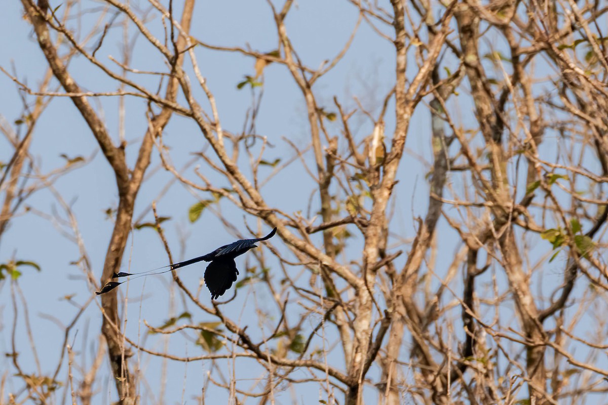 Drongo de Raquetas Grande - ML618475394