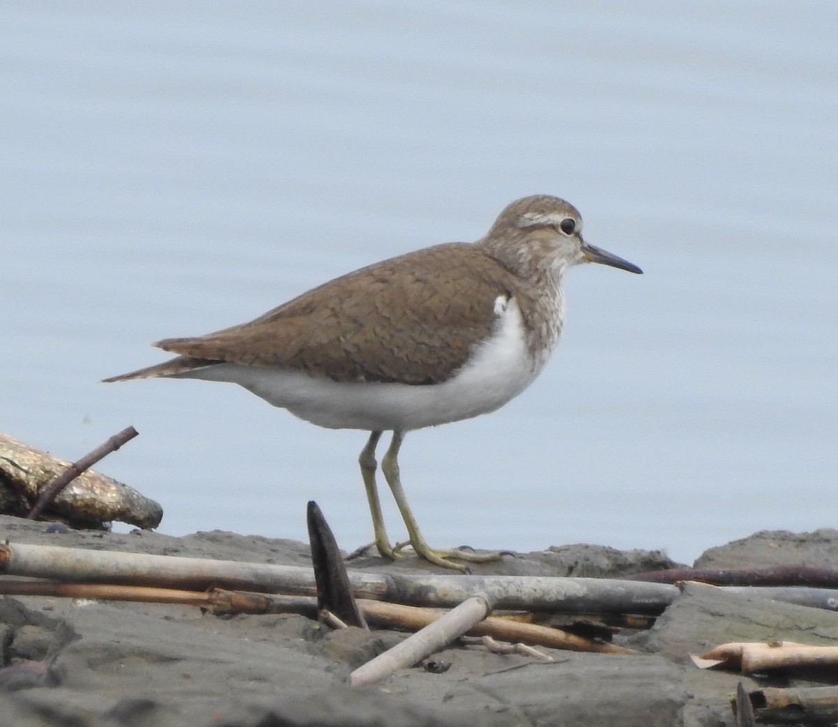 Common Sandpiper - Arlango Lee